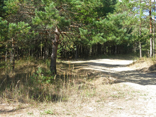 Tall pines on a sandy beach in sunny weather in Lopatinsky quarries, Moscow region