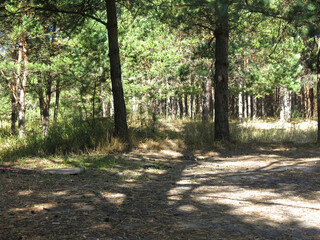Tall pines on a sandy beach in sunny weather in Lopatinsky quarries, Moscow region