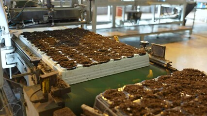 Automated pallets filling with nutrient rich peat mix, pre seeded in pots moving on conveyor belt. Efficient gardening for greenhouse, precision planting, indoor farming, resource saving technology