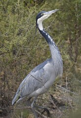Black-headed heron.