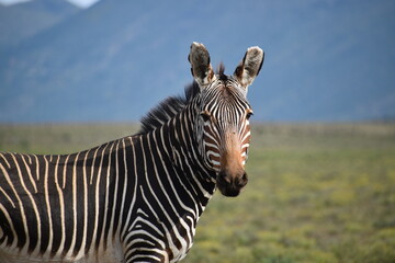 Cape Mountain Zebra