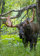 Alaska Yukon Bull Moose in Autumn in Alaska