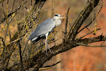 Majestic Grey Heron Perched on a Large Branch in Stunning Light