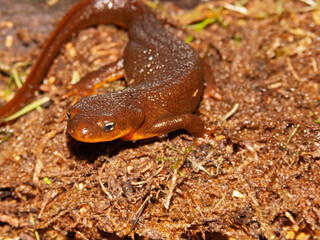 Closeup on an adult of the very toxic Pacific Rough-skinned newt, Taricha granulosa