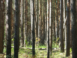 Naklejka premium Pine forest in early autumn in Lopatinsky quarries, Moscow region