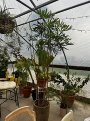 Fototapeta premium Greenhouse 