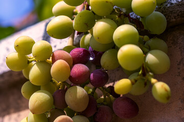 Bunches of ripening pink grapes on vine. Close up. Viticulture, growing grapes.