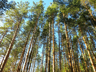 Fototapeta premium Pine forest in early autumn in Lopatinsky quarries, Moscow region