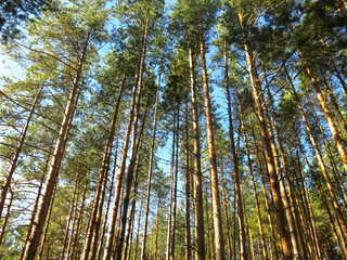Pine forest in early autumn in Lopatinsky quarries, Moscow region