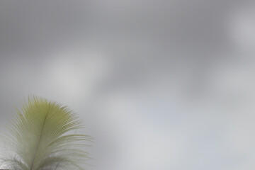 Obraz premium periquito