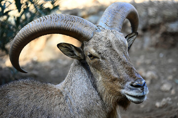 goat, sheep, lamb, horns, wildlife, animals, zoo, wild animals living in the forest