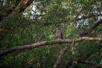 Sundarbans