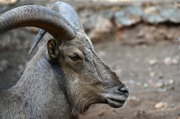 goat, sheep, lamb, horns, wildlife, animals, zoo, wild animals living in the forest