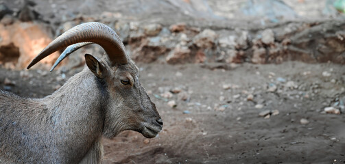 goat, sheep, lamb, horns, wildlife, animals, zoo, wild animals living in the forest