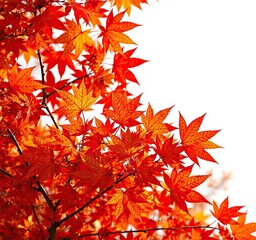 Vibrant maple leaves in shades of orange and red rustling against each other, deciduous, red
