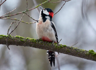An spotted woodpecker sits on a tree in winter.