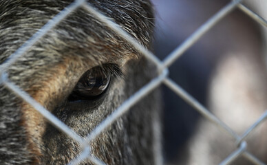donkey, donkey eyes, wildlife, animals, zoo, wild animals living in the forest