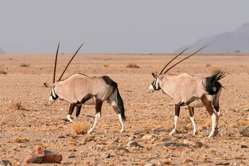 Oryxantilope in freier Wildbahn in Namibia
