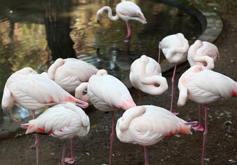 flamingo, wildlife, animals, zoo, wild animals living in the forest