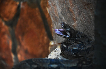 snake, bull snake, wildlife, animals, zoo, wild animals living in the forest