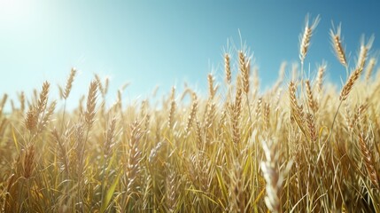 Fototapeta premium Golden Wheat Field with a Blue Sky Background