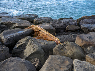 Fallen Brown Coconut Palm Frond on Black Lava Boulders at Ka'aako Beach in Hawaii.