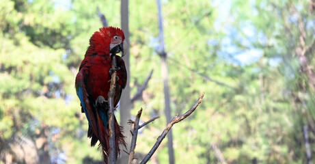 parrot, wildlife, animals, zoo, wild animals living in the forest