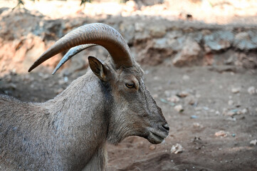 goat, sheep, lamb, horns, wildlife, animals, zoo, wild animals living in the forest