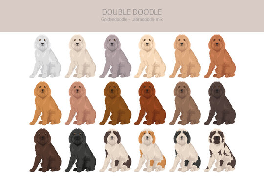 Double Doodle clipart. Labradoodle - Goldendoodle mix. Different coat colors set.  Vector illustration
