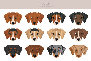 Obraz premium Doxle clipart. Dachshund - Beagle mix. Different coat colors set. Vector illustration