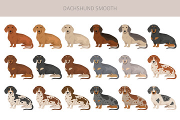 Fototapeta premium Dachshund short haired dog clipart. Different coat colors set. Vector illustration