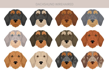 Dachshund wire haired dog clipart. Different coat colors set.  Vector illustration