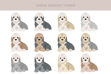 Dandie dinmont terrier puppy clipart. Different poses, coat colors set.  Vector illustration