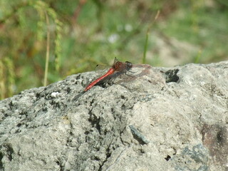 Bright red dragonfly perched on a rock in nature