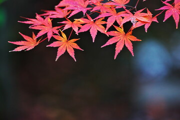 短い秋を楽しむ