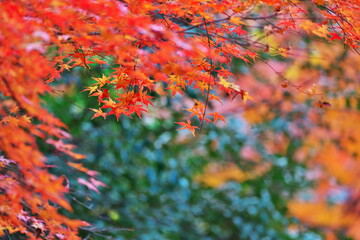 都心の紅葉狩り