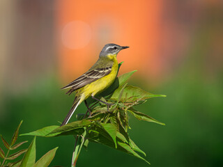 Obraz premium Male of Western yellow wagtail perching on a branch. The smallest representative in the wagtail family. Bird watching. Ornithology. Close-up