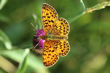 Boloria selene, small pearl-bordered fritillary