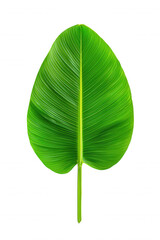 Fototapeta premium Nature's Harmony: Palm Leaf Meets Modern Barcode in Bold Black Background