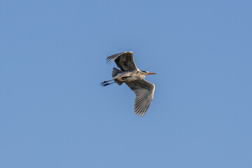 Airone cinerino, Ardea cinerea, nell'oasi naturalistica di Manzolino.