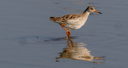 Reflection of a Redshank