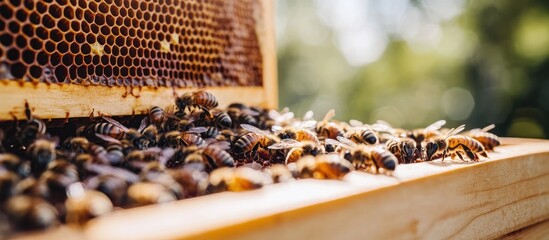 Close-up of bees swarming on a honeycomb frame.