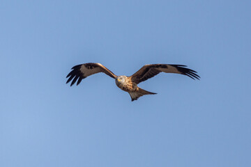 Nibbio Reale, Milvus milvus, nell'oasi naturalistica di Manzolino.