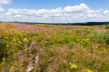 Auf dem Erzgebirgskamm bei Adolfsgrün im Grenzgebiet