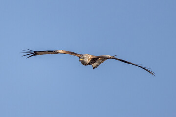 Nibbio Reale, Milvus milvus, nell'oasi naturalistica di Manzolino.