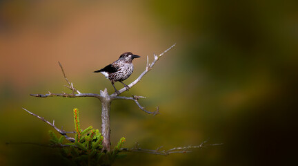 Nucifraga caryocatactes sitting on a tree branch and resting.