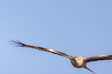 Nibbio Reale, Milvus milvus, nell'oasi naturalistica di Manzolino.