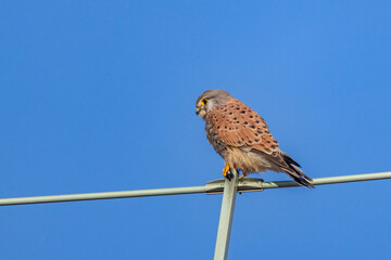 Gheppio, Falco tinnunculus, sull'antenna di casa.