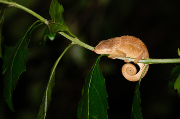 Madagascar chameleon sleeping on a branch
