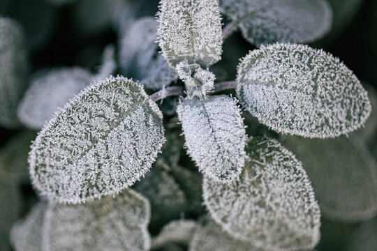 White rime crystals on a green sage leaves in the late autumn morning.